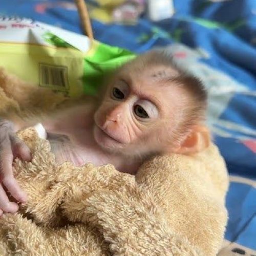 Ethically raised pigtail monkey with healthy appearance