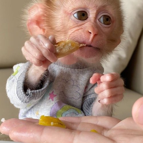 Pigtail monkey with natural curiosity and balanced posture