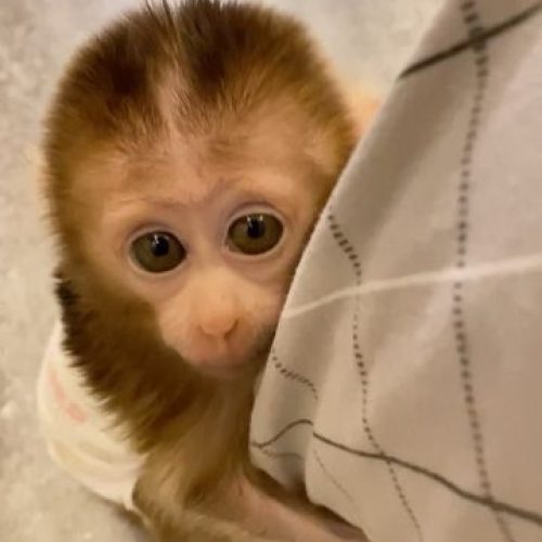 Ethically raised pigtail monkey with healthy appearance