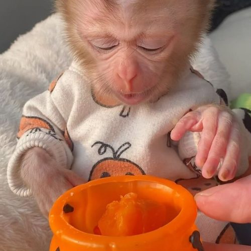 Pigtail monkey in controlled care setting with enrichment