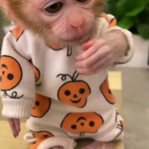 Vet-checked pigtail monkey in a clean and safe environment