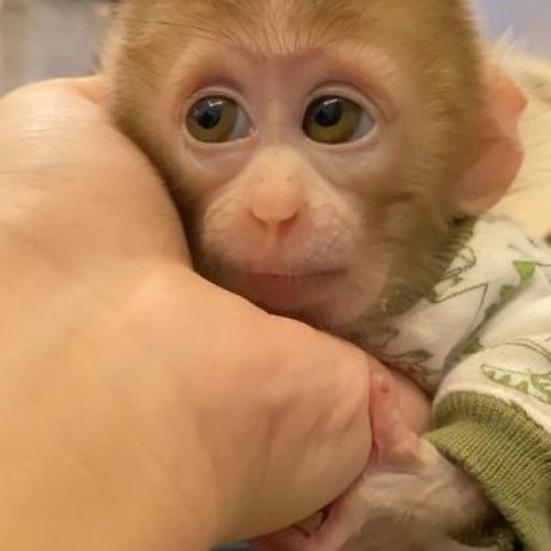 Young male pigtail monkey raised under professional care