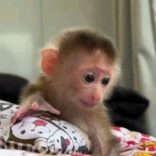 whatsapp image 2026 01 05 at 05.14.40 (4)