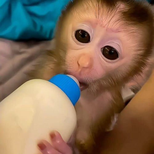 Well-socialized pigtail monkey showing gentle behavior