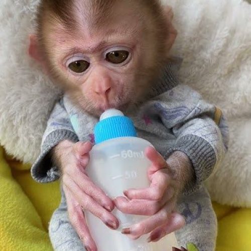 Healthy pigtail monkey with calm temperament sitting comfortably