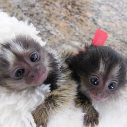 Healthy marmoset monkey with alert and gentle expression