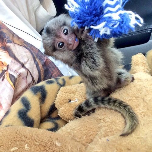 Young marmoset monkey raised under professional care