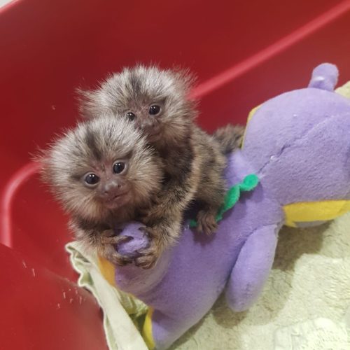 Close-up of a healthy marmoset monkey displaying alert posture