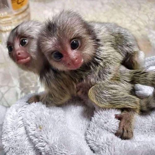 Well-socialized marmoset monkey showing calm behavior