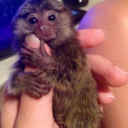 Ethically raised marmoset monkey in a controlled setting