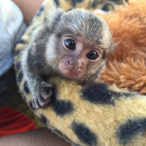 Vet-checked marmoset monkey in a clean care environment