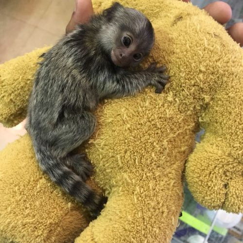 Young marmoset monkey monitored for health and wellbeing
