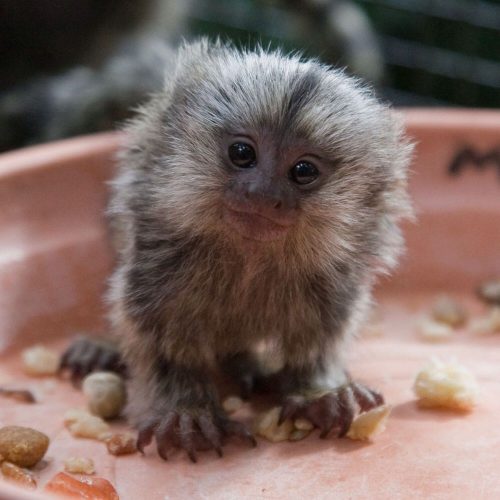 Marmoset monkey comfortable in a calm and enriched space