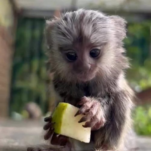 Marmoset monkey with natural curiosity and bright eyes