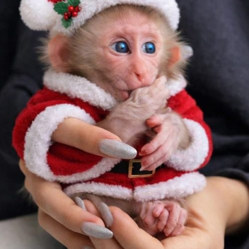 WhatsApp Image 2026 01 05 At 05.28.13 2 1 Rhdjbi9mqgdqry4zwnvy3xurvy1xxtwlfdr16mnuko